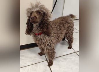 Pudel Nr. 3L - die lustige und aktive kleine Hündin träumt von einem tollen Zuhause