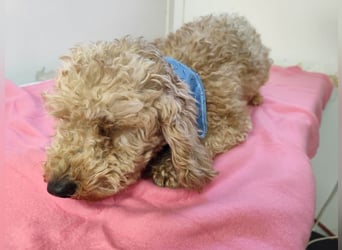 ETTA - wer schenkt der süßen Maus sein Herz und ein Zuhause?