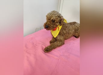 LJUBICKA - wer zeigt der kleinen Maus, wie schön ein Hundeleben sein kann?