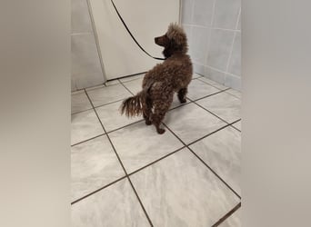 Pudel Nr. 3L - die lustige und aktive kleine Hündin träumt von einem tollen Zuhause