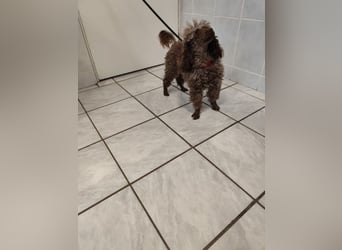 Pudel Nr. 3L - die lustige und aktive kleine Hündin träumt von einem tollen Zuhause