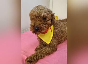 LJUBICKA - wer zeigt der kleinen Maus, wie schön ein Hundeleben sein kann?