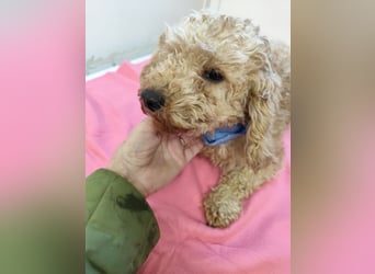 Chip-Nr. 84109 (intern 4L) - wer schenkt der süßen Maus sein Herz und ein Zuhause?