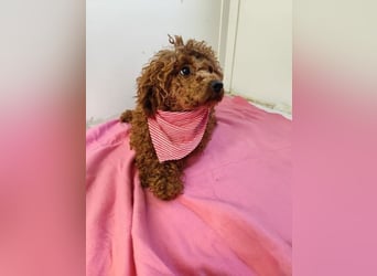 MAYA - Liebe geben und Liebe bekommen - dafür steht Maya!
