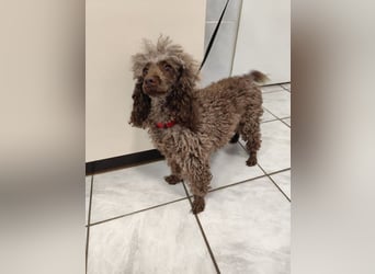 Pudel Nr. 3L - die lustige und aktive kleine Hündin träumt von einem tollen Zuhause