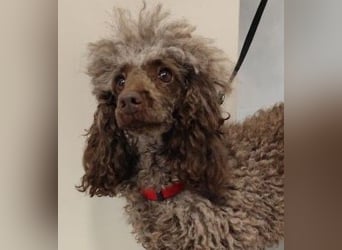 Pudel Nr. 3L - die lustige und aktive kleine Hündin träumt von einem tollen Zuhause