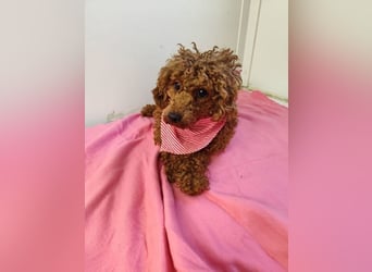 MAYA - Liebe geben und Liebe bekommen - dafür steht Maya!