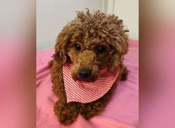 MAYA - Liebe geben und Liebe bekommen - dafür steht Maya!