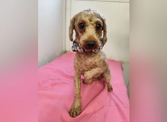 SHANTI - welche liebe Familie schenkt mir ein artgerechtes und behütetes Leben?