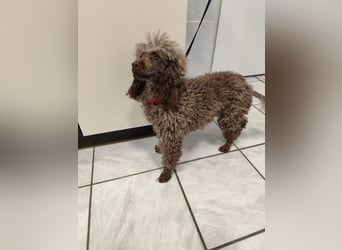 Pudel Nr. 3L - die lustige und aktive kleine Hündin träumt von einem tollen Zuhause