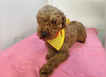 LJUBICKA - wer zeigt der kleinen Maus, wie schön ein Hundeleben sein kann?