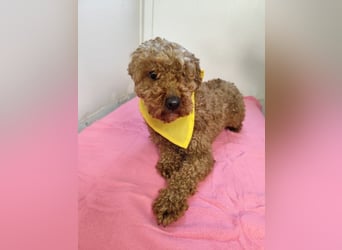 LJUBICKA - wer zeigt der kleinen Maus, wie schön ein Hundeleben sein kann?