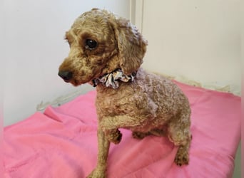 SHANTI - welche liebe Familie schenkt mir ein artgerechtes und behütetes Leben?