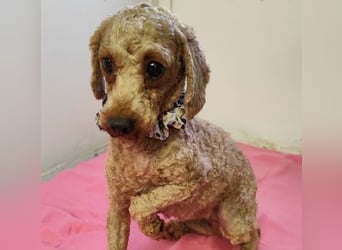 SHANTI - welche liebe Familie schenkt mir ein artgerechtes und behütetes Leben?