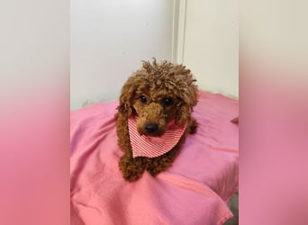 MAYA - Liebe geben und Liebe bekommen - dafür steht Maya!