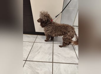 Pudel Nr. 3L - die lustige und aktive kleine Hündin träumt von einem tollen Zuhause