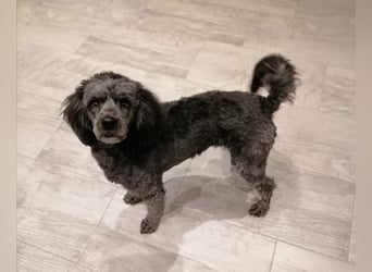 Maxie, super lieber Pudelmix geb. 2021