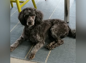 Maxie, super lieber Pudelmix geb. 2021