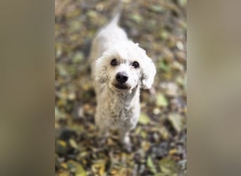 Cora, liebes, aktives Pudelmixmädchen geb. 2021