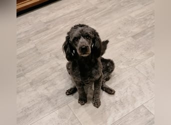 Maxie, super lieber Pudelmix geb. 2021