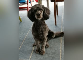 Maxie, super lieber Pudelmix geb. 2021