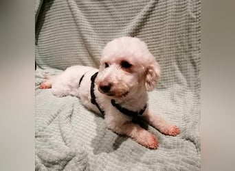 Cora, liebes KleinPudelmixmädchen geb. 2021