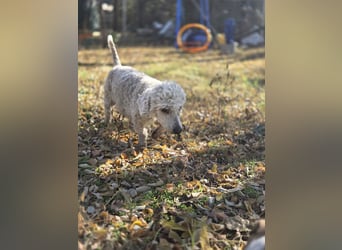 Cora, liebes, aktives Pudelmixmädchen geb. 2021