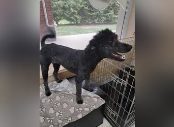 Klementina, liebe ruhuge PudelMix Hündin geb. 2024