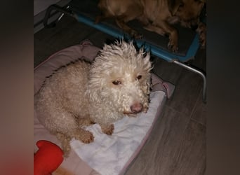 Cora, liebes KleinPudelmixmädchen geb. 2021