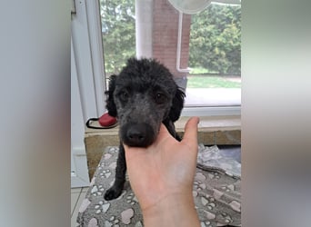 Klementina, liebe ruhuge PudelMix Hündin geb. 2024