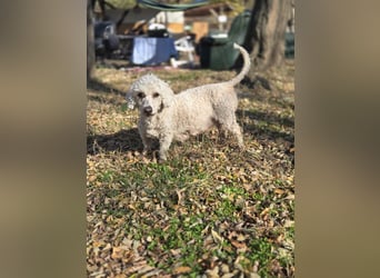 Cora, liebes, aktives Pudelmixmädchen geb. 2021