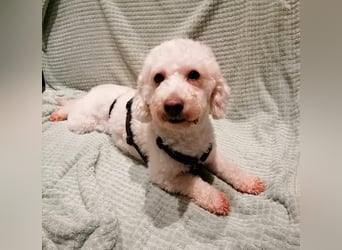 Cora, liebes KleinPudelmixmädchen geb. 2021