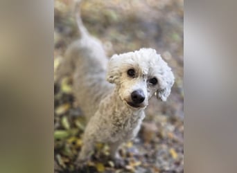 Cora, liebes, aktives Pudelmixmädchen geb. 2021