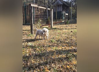 Cora, liebes, aktives Pudelmixmädchen geb. 2021