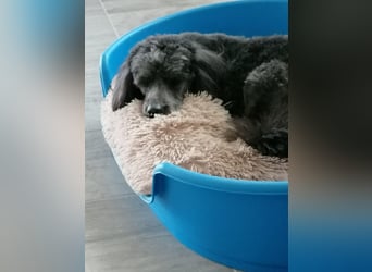 Maxie, super lieber Pudelmix geb. 2021