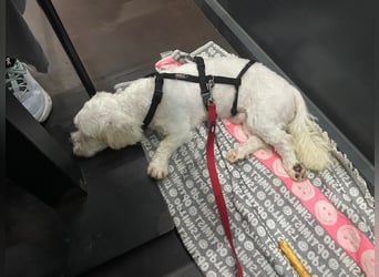 BOB, kleiner Pudel-Mix, Pflegestelle Frankfurt, 1,5 Jahre, 25 cm, Tierschutz Rumänien