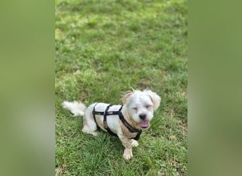 BOB, kleiner Pudel-Mix, Pflegestelle Frankfurt, 1,5 Jahre, 25 cm, Tierschutz Rumänien