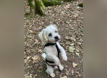 BOB, kleiner Pudel-Mix, Pflegestelle Frankfurt, 1,5 Jahre, 25 cm, Tierschutz Rumänien