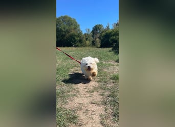 BOB, kleiner Pudel-Mix, Pflegestelle Frankfurt, 1,5 Jahre, 25 cm, Tierschutz Rumänien