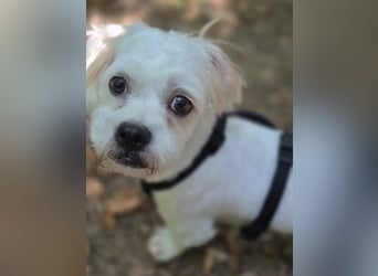 BOB, kleiner Pudel-Mix, Pflegestelle Frankfurt, 1,5 Jahre, 25 cm, Tierschutz Rumänien