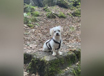 BOB, kleiner Pudel-Mix, Pflegestelle Frankfurt, 1,5 Jahre, 25 cm, Tierschutz Rumänien