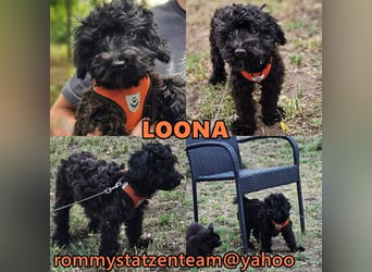 Loona ist neugierig und liebenswert