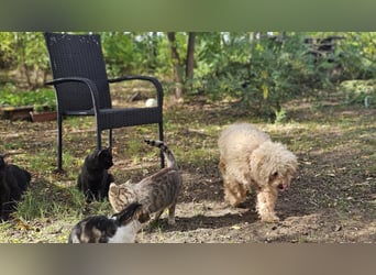 Krempita wurde nicht gut behandelt