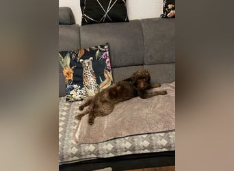 Juria ist klug, charmant und sensibel (45739 Oer-Erkenschwick)