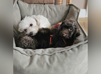 Juria ist klug, charmant und sensibel (45739 Oer-Erkenschwick)