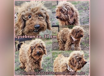 Lysebrun hatte bisher kein schönes Leben
