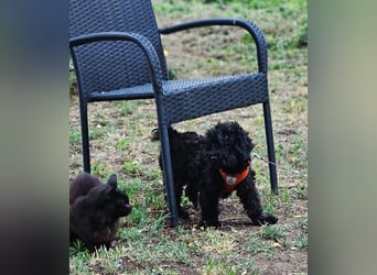 Loona ist neugierig und liebenswert
