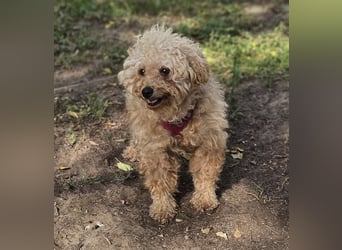 Krempita wurde nicht gut behandelt