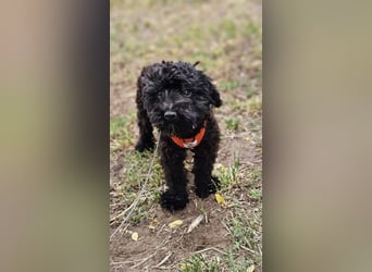 Loona ist neugierig und liebenswert