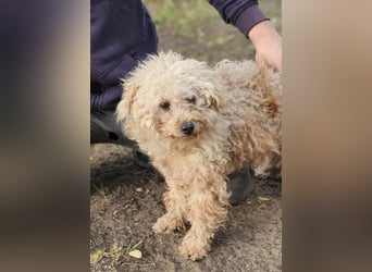 Krempita wurde nicht gut behandelt